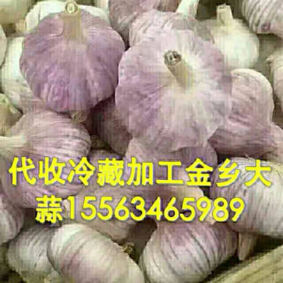 金乡大蒜今日价格及市场趋势与种植户反应综合分析